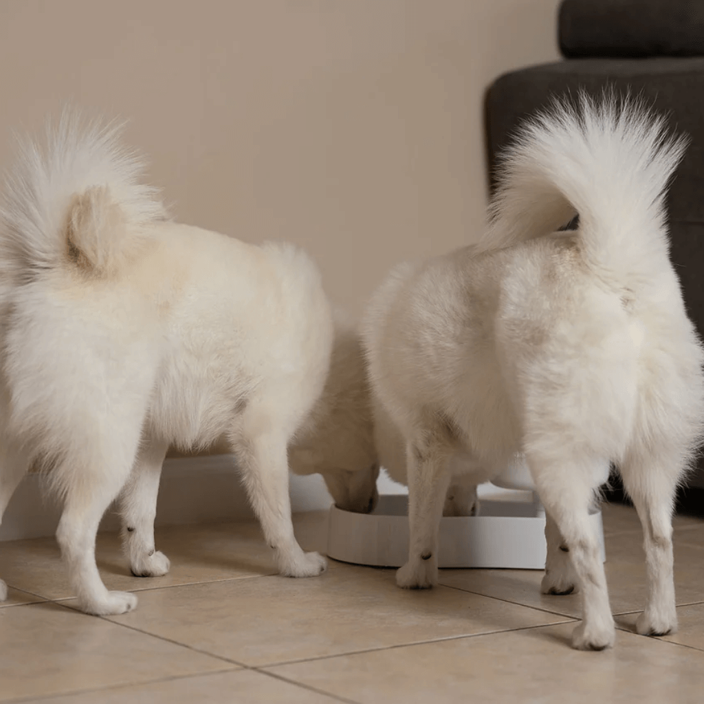 AniMoat Elevated Pet Feeder - White