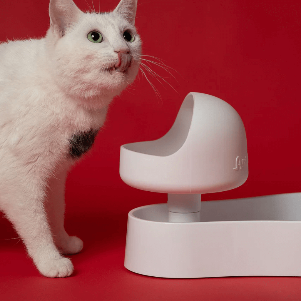 White cat interacting with animoat modern white pet bowl on a red background