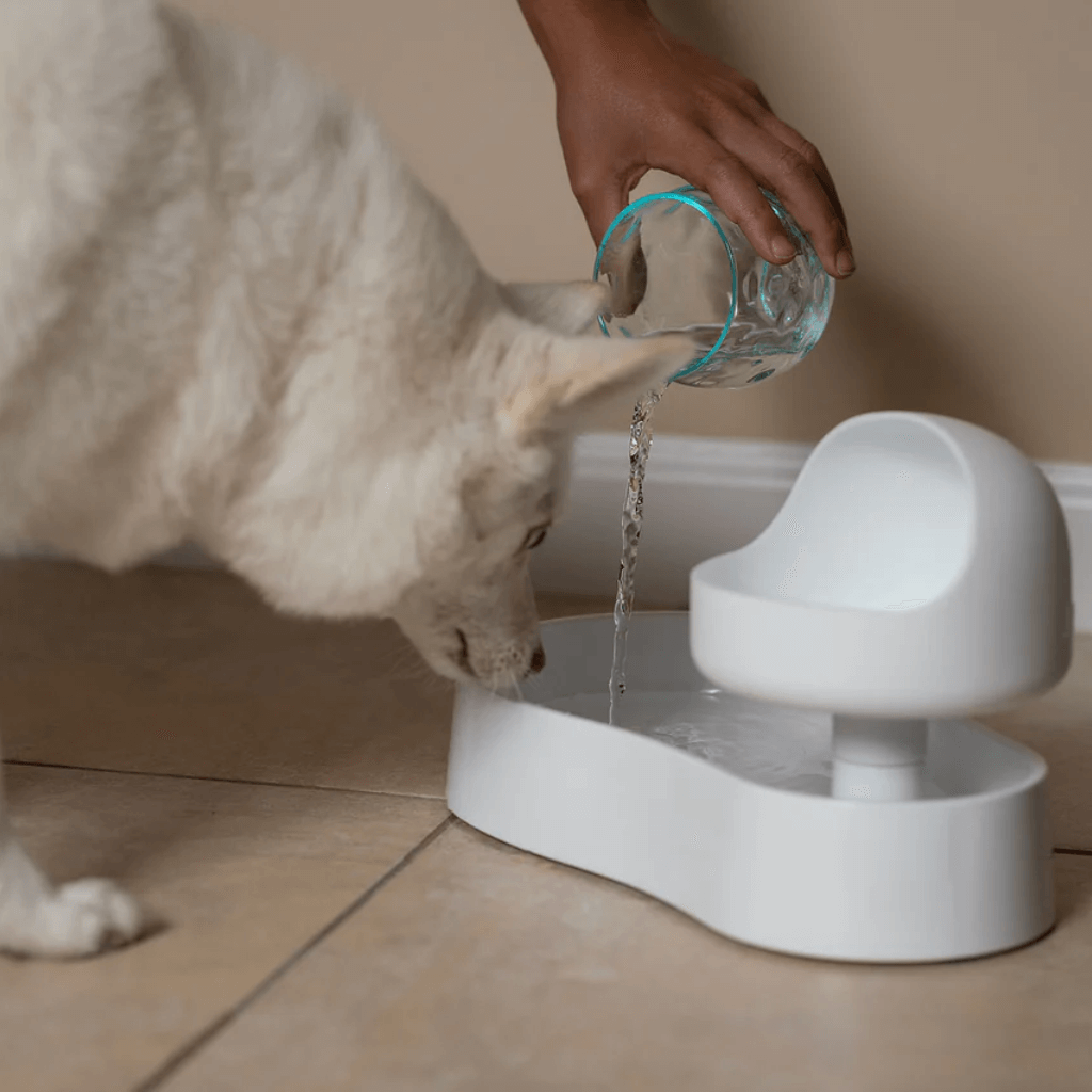 Dog drinking water from a white animoat with a hand holding a glass pouring water above it.
