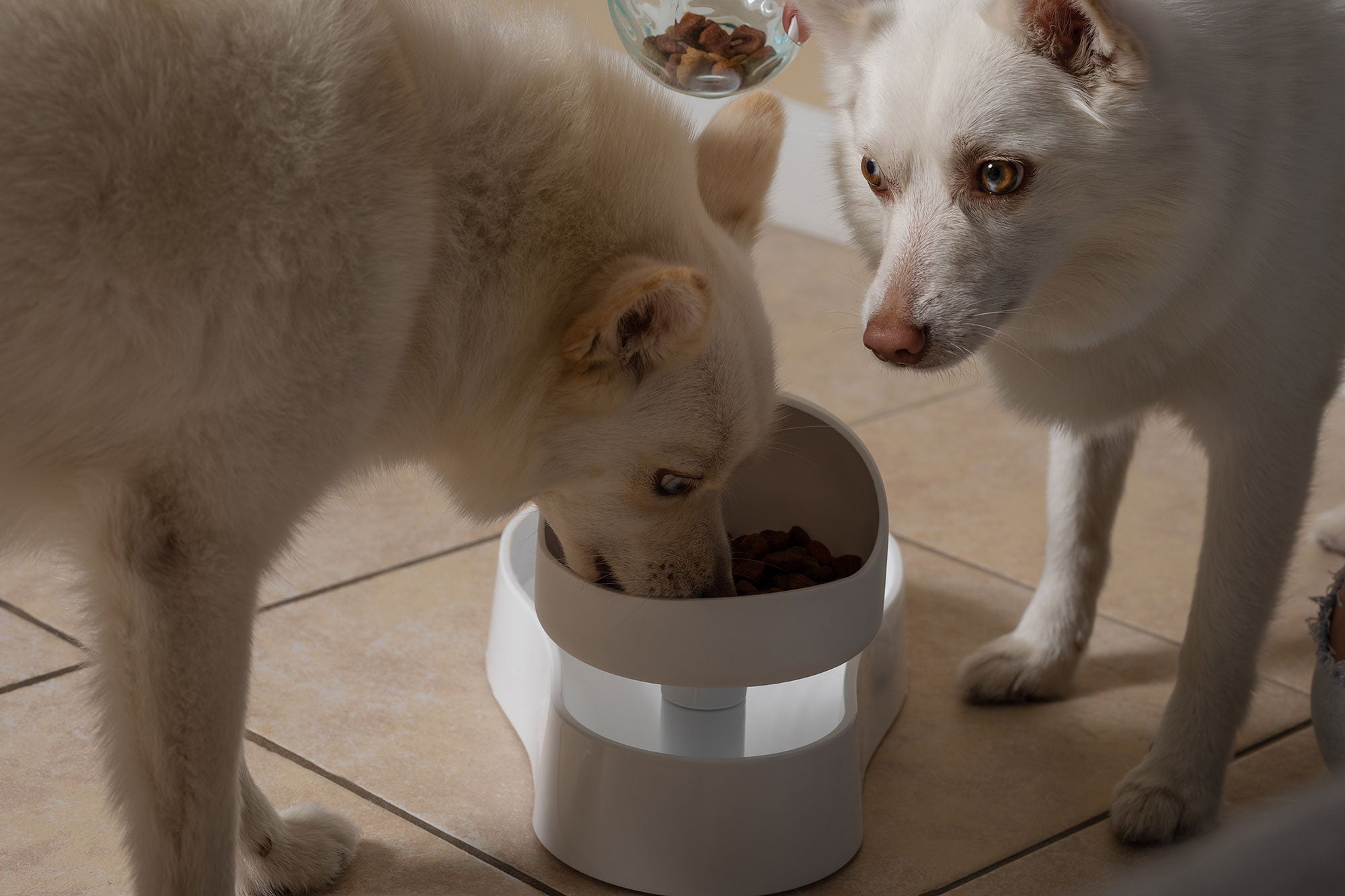 Ant-Proof Dog Bowls: How to Keep Your Pet’s Food Safe and Fresh
