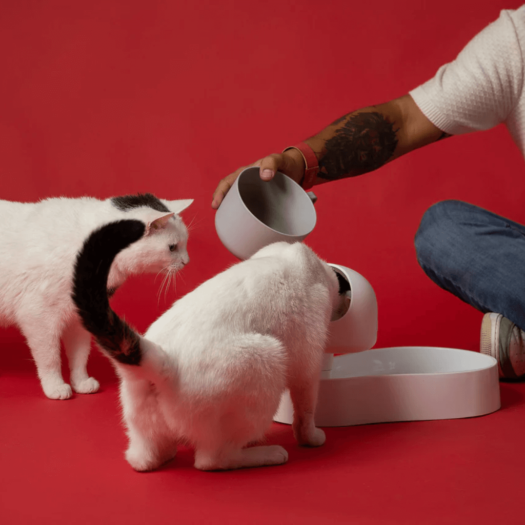 Why Veterinarian Dr. Horgan Recommends AniMoat Elevated Pet Feeder