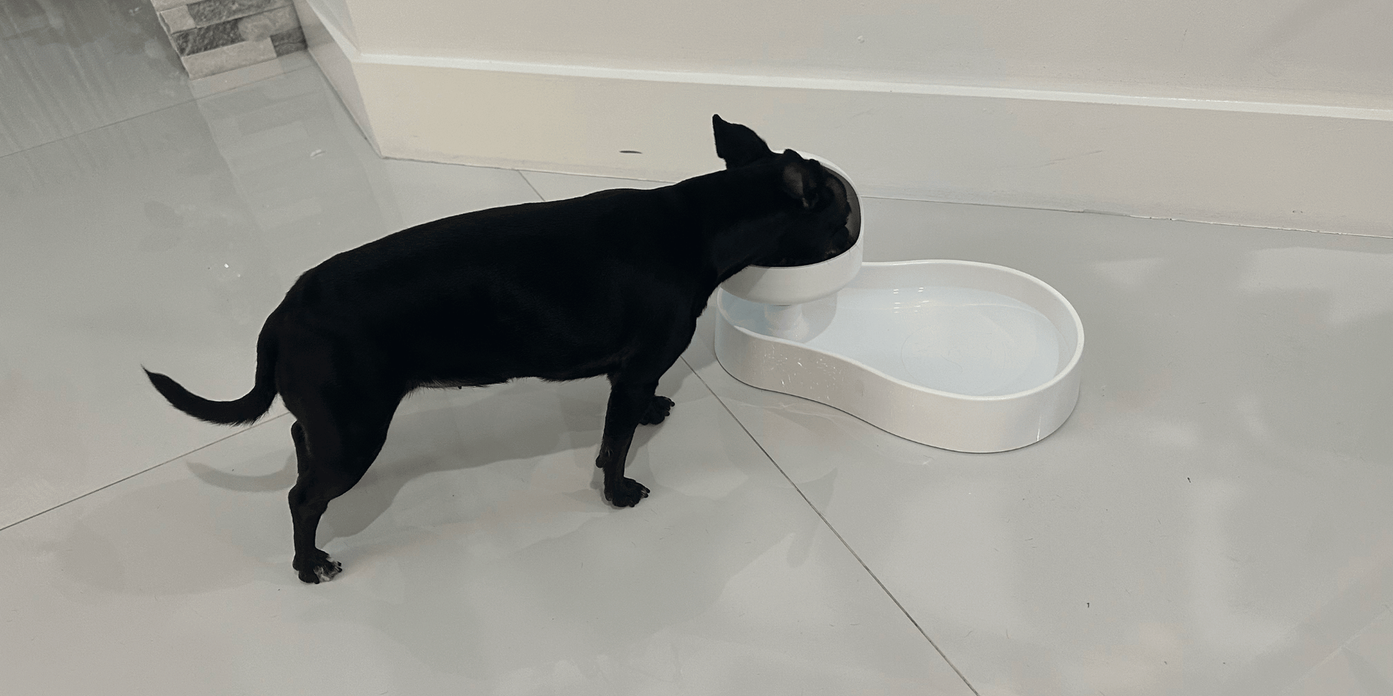 How Raised Pet Bowls Can Ease Neck Strain and Boost Pet Health
