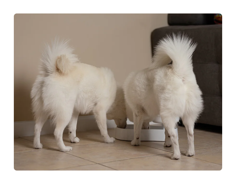 Better Posture, Less Mess: Why Elevated Bowls Work for Cats & Small Dogs